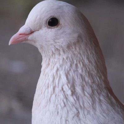 Indian pigeon 