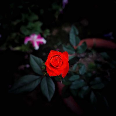 red queen