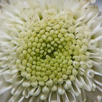 Chrysanthemum