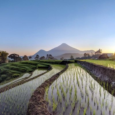 
rice fields