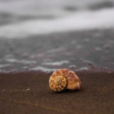 Sea Shells are love letters in the sand.