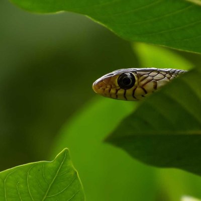 Little rat snake. 