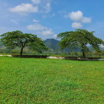 Pemandangan hijau