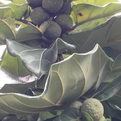 Ficus Lirata alias Ketapang Biola