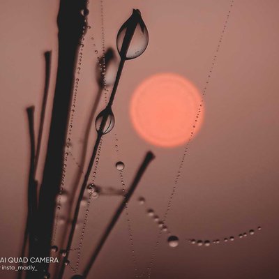 The Dwan Sun