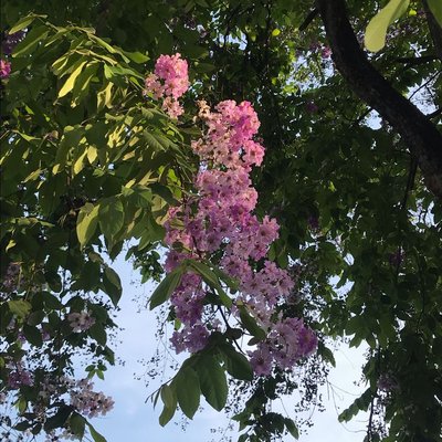 Indahnya Tabebuya