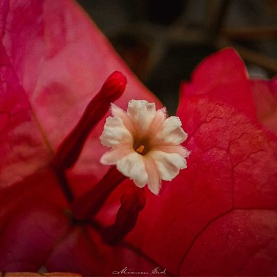 Paperflower