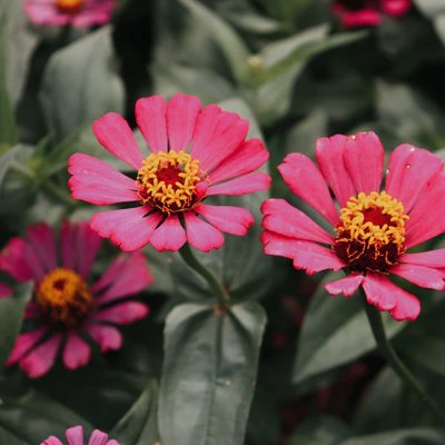 ZINNIA