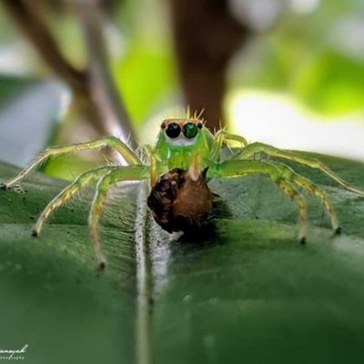 Lyssomanes viridis 🕷️
