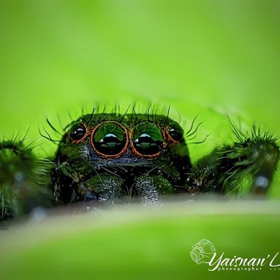 macro