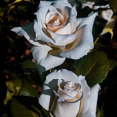 beauty of nature 