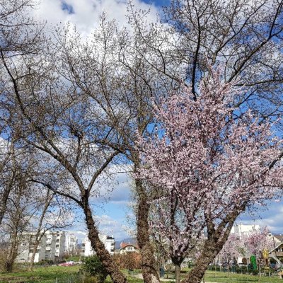Spring