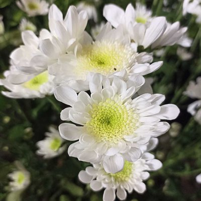 Chrysanth