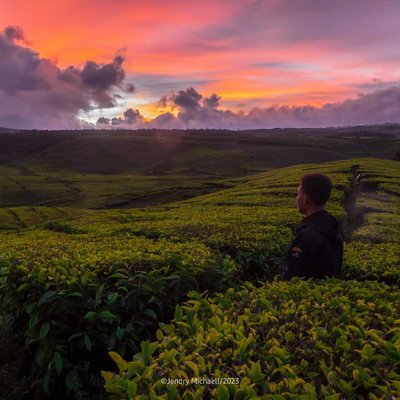 Perkebunan teh kayu aro