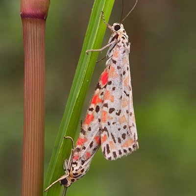 Utetheisa pulchella