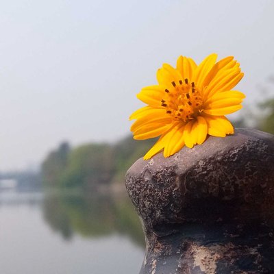 Flower🍁🌸