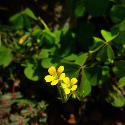 [Creeping woodsorrel ✨]
