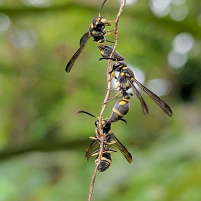 Ancistrocerus