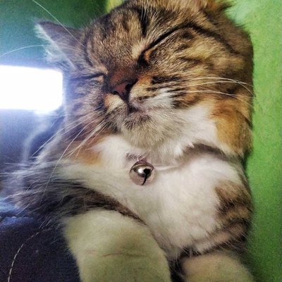 Kucing Maine coon