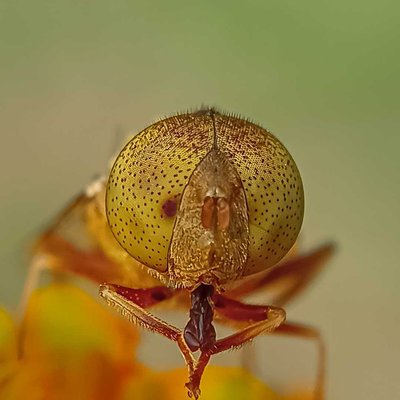 Eristalinus 