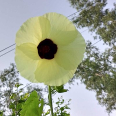 Unknown, blooms beside roads 