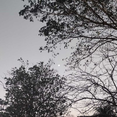 "Entre ramas"