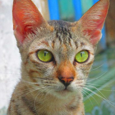 kucing kampung