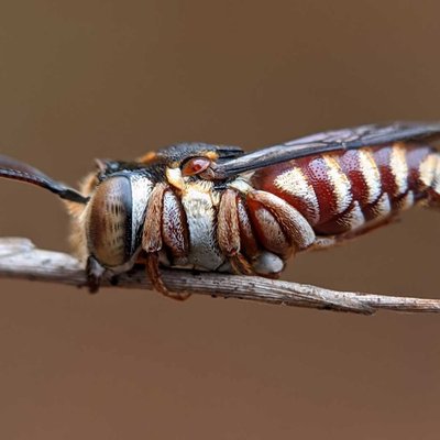 Coelioxys