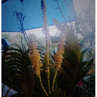 Anggrek Jagung(?)