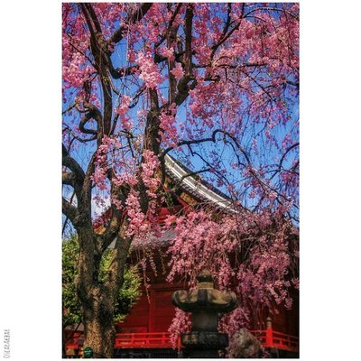 Cherry Blossom 
