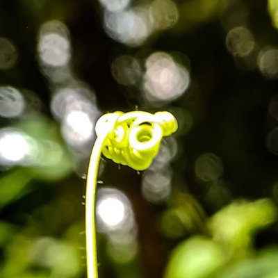 Histiopteris incisa