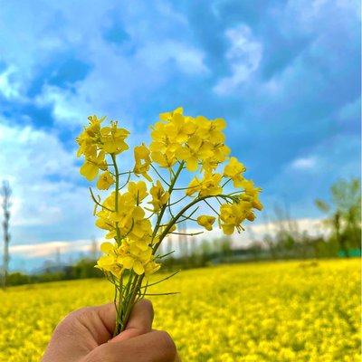 Mustard Fields Beauty