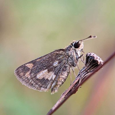 Polites peckius