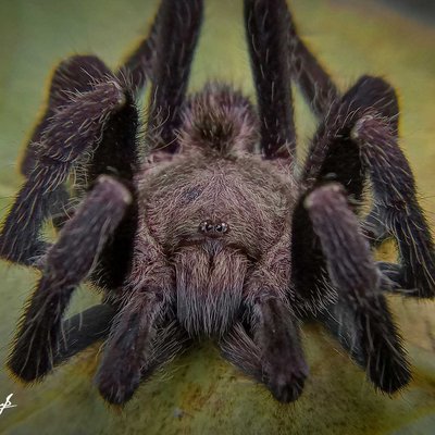 Chilobrachys