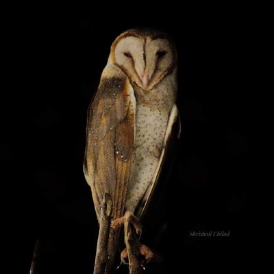 An Owl!!