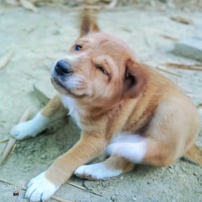 our bullet 🐶