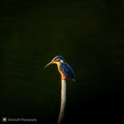 The Bird Series
