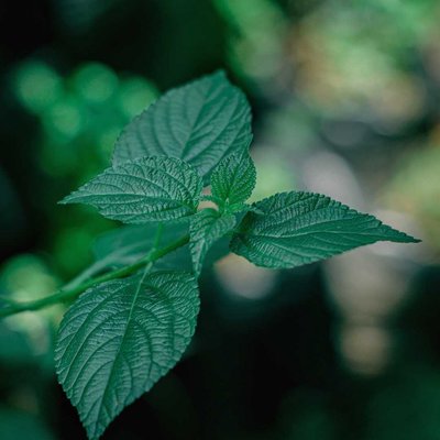 Lantana 