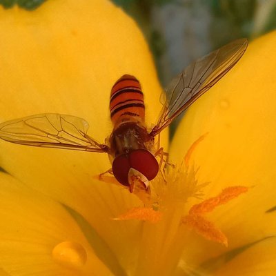 Marmalade Hoverfly 🐝