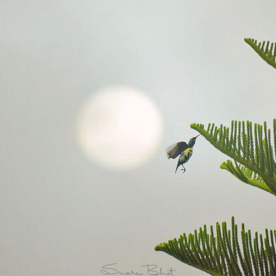 Purple Rumped Sunbird. (eclipse plumage)