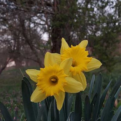 🌼