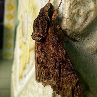 Ngengat ( Catalpa)