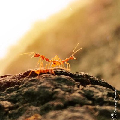 Jump into the Macro World