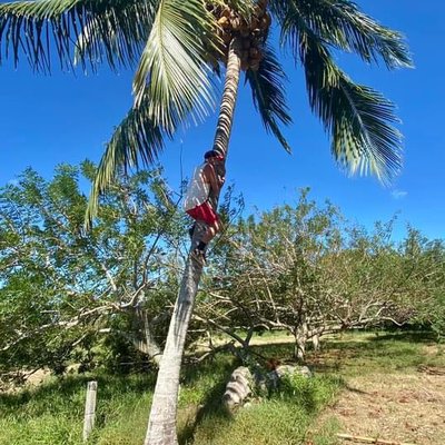 🥥🌴😋