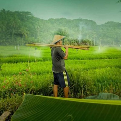 sawah 