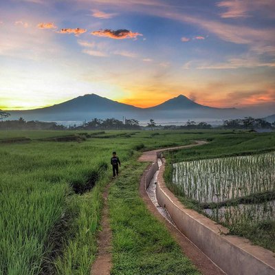 Sawah
