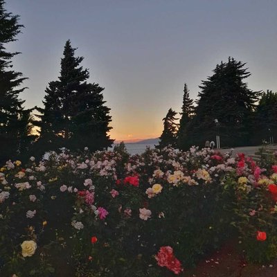 Rosas