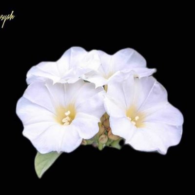 Rivea corymbosa🌹