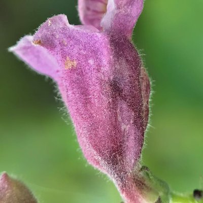 Sesamum Radiatum