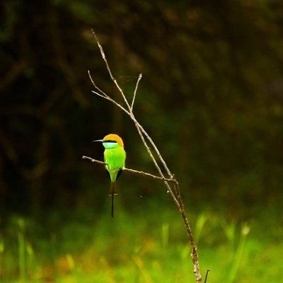 The bee-eater.